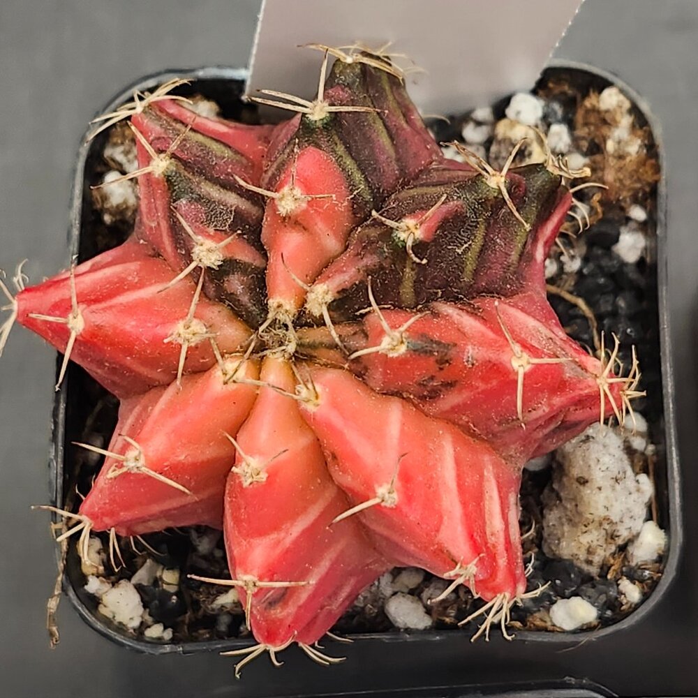 Gymnocalycium Mihanovichii Variegated Cactus Cacti Plant Gorgeous Pink #7747